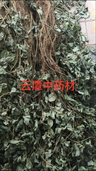 广金钱草新品上市大叶假花生马蹄香结石茶500g包邮手工捆可切段-图3