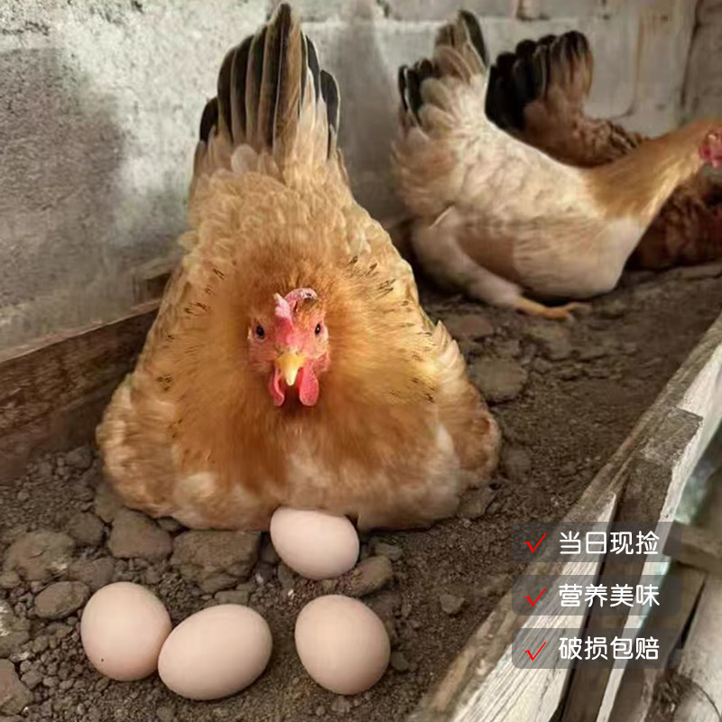 农家谷物鸡蛋新鲜农家散养土鸡蛋柴鸡蛋笨鸡蛋鲜鸡蛋40-50g多规格,淘宝优惠券,粉丝福利购,淘宝优惠卷