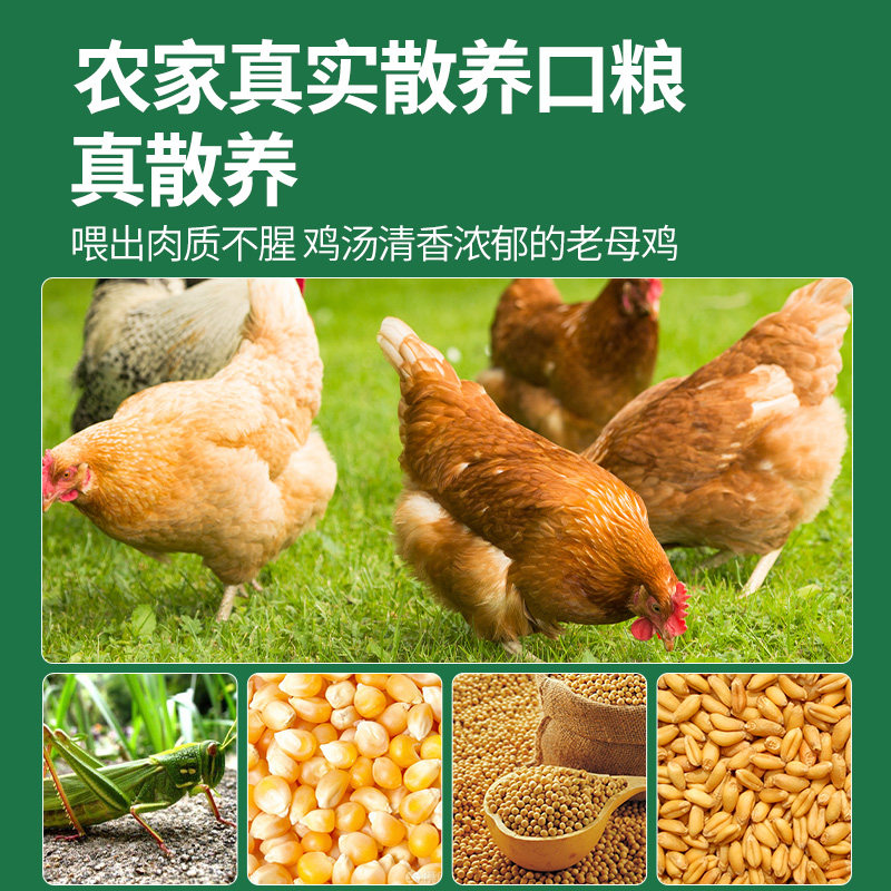 正宗三黄鸡农家散养土鸡新鲜现杀整鸡冷冻生鲜商用批发黄油鸡包邮,淘宝优惠券,粉丝福利购,淘宝优惠卷