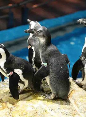 [兰卡威海底世界水族馆-大门票（非马来西亚居民）]马来西亚兰卡威海底世界水族馆