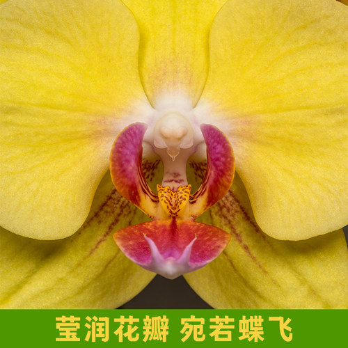 蝴蝶兰花苗带花剑带花苞盆栽兰花大苗客厅室内植物花卉 - 图0