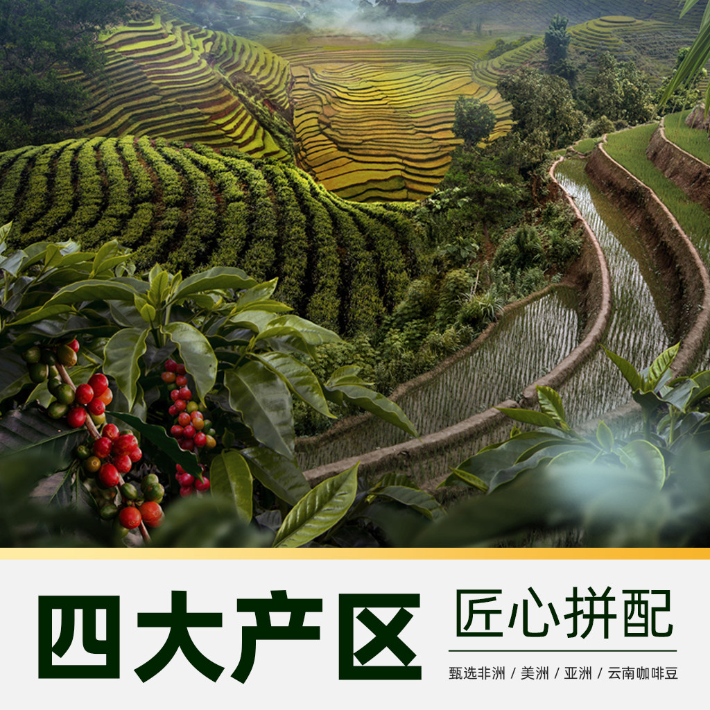 猫超臻选云南埃塞拼配阿拉比卡意式咖啡豆金猫中铂金奖咖啡500g 图 3