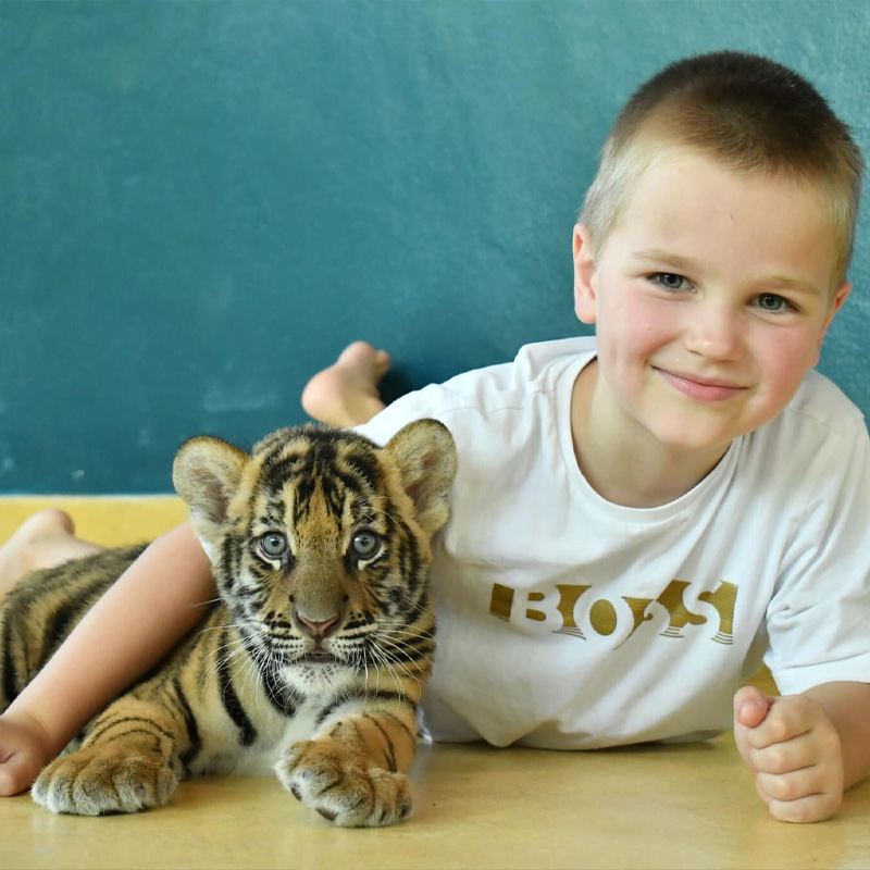 普吉岛老虎园Tiger Park摸老虎公园萌幼虎小老虎泰国亲子旅游-图3