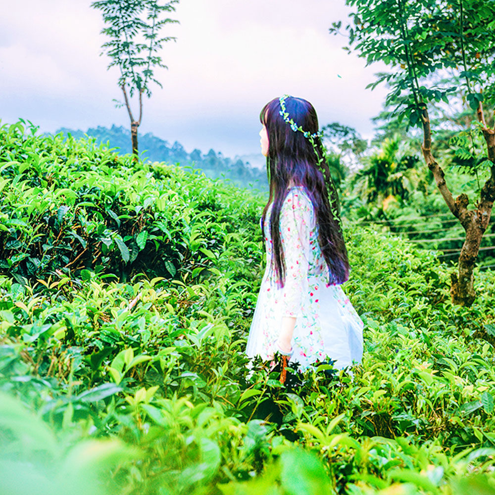 【茶园之旅】斯里兰卡7天6晚茶园探秘之旅 多日游 1人权益2人起订,淘宝优惠券,粉丝福利购,淘宝优惠卷