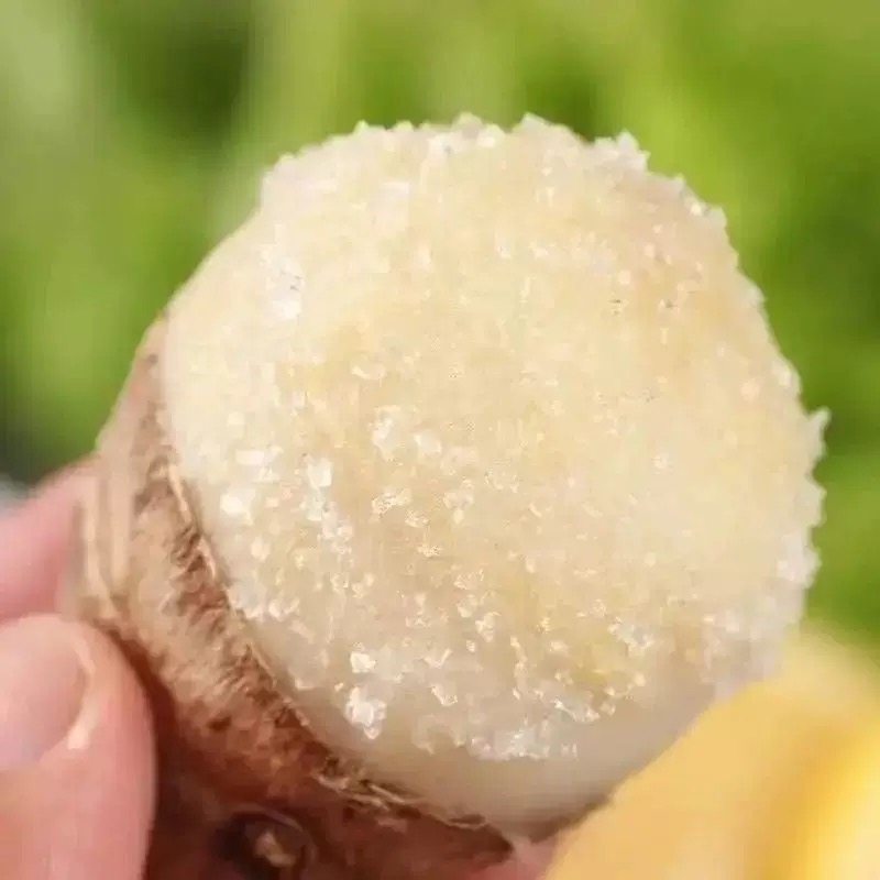 芋头新鲜农家牛奶小香毛芋头新鲜软粉糯批发现挖自种香芋头仔,淘宝优惠券,粉丝福利购,淘宝优惠卷