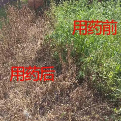 狄拒牛 10%精草铵磷铵盐除草剂农药阔叶恶性杂草烂根剂正品