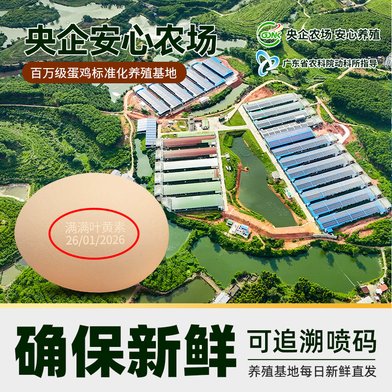 臻选叶黄素鸡蛋50g*30枚蛋益满满无抗无沙门氏菌可溏心蛋可生食级