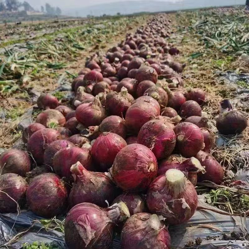 洋葱新鲜农家自种圆葱蔬菜生吃水果洋葱头辛辣脆爽调味,淘宝优惠券,粉丝福利购,淘宝优惠卷
