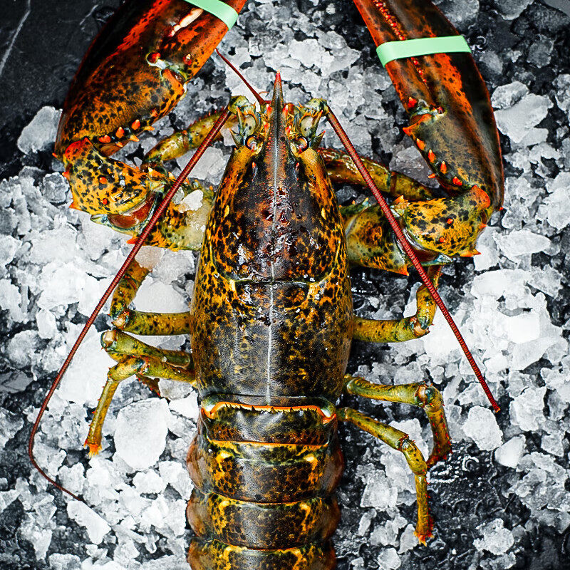 Fishing Spread Live Shrimp Quick Frozen Frozen Boston Lobster