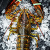 Fishing Spread Live Shrimp Quick Frozen Frozen Boston Lobster