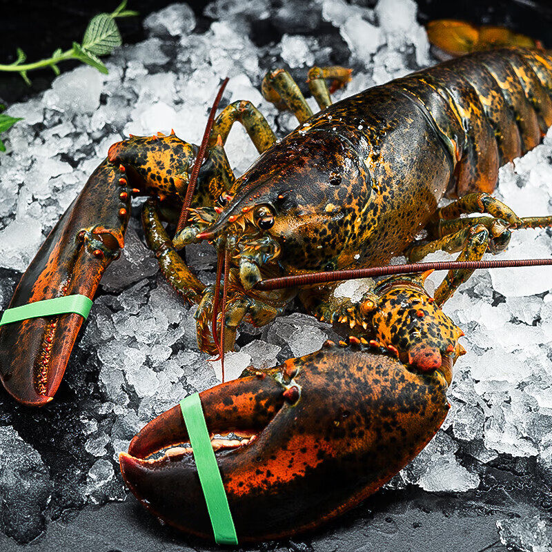 Fishing Spread Live Shrimp Quick Frozen Frozen Boston Lobster