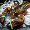 Fishing Spread Live Shrimp Quick Frozen Frozen Boston Lobster