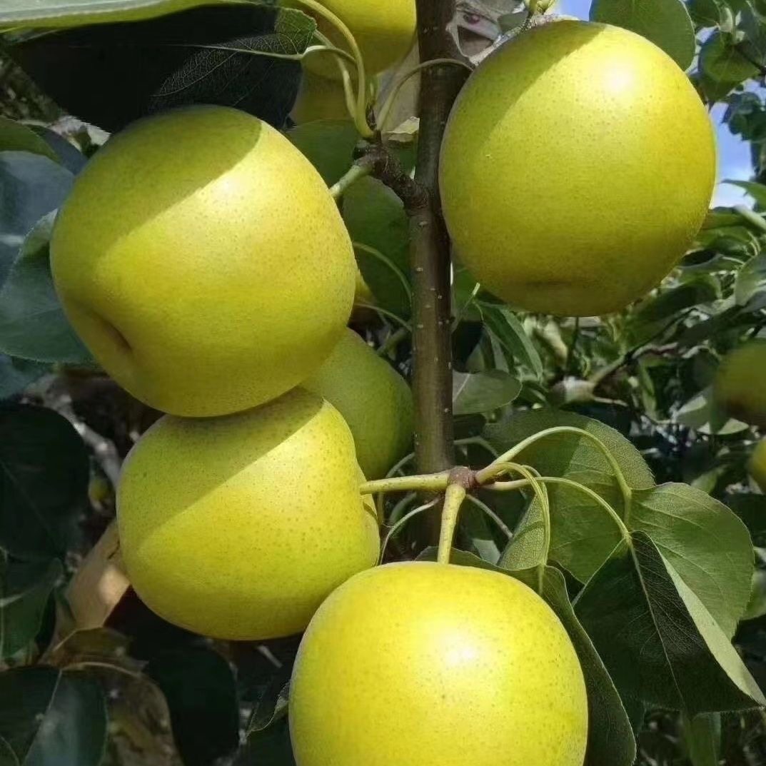 皇冠梨当季新鲜水果梨子整箱翠冠梨水果酥脆蜜梨早梨青砀山梨包邮 - 图1