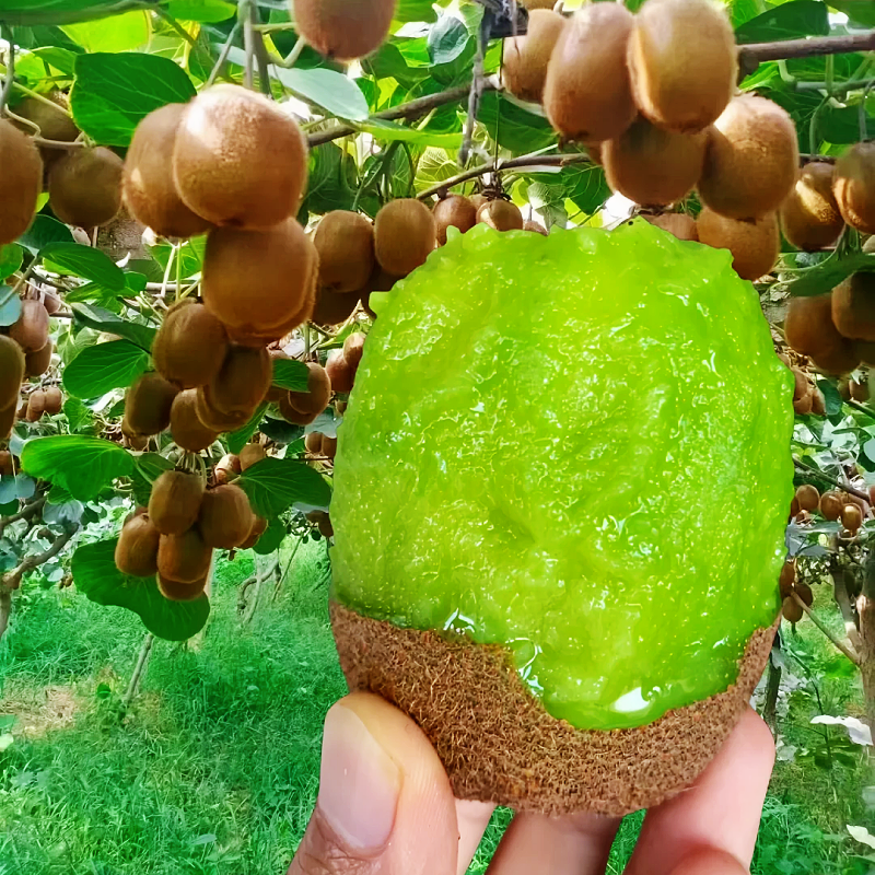 陕西眉县徐香猕猴桃绿心奇异果当季新鲜孕妇水果礼盒送礼,淘宝优惠券,粉丝福利购,淘宝优惠卷