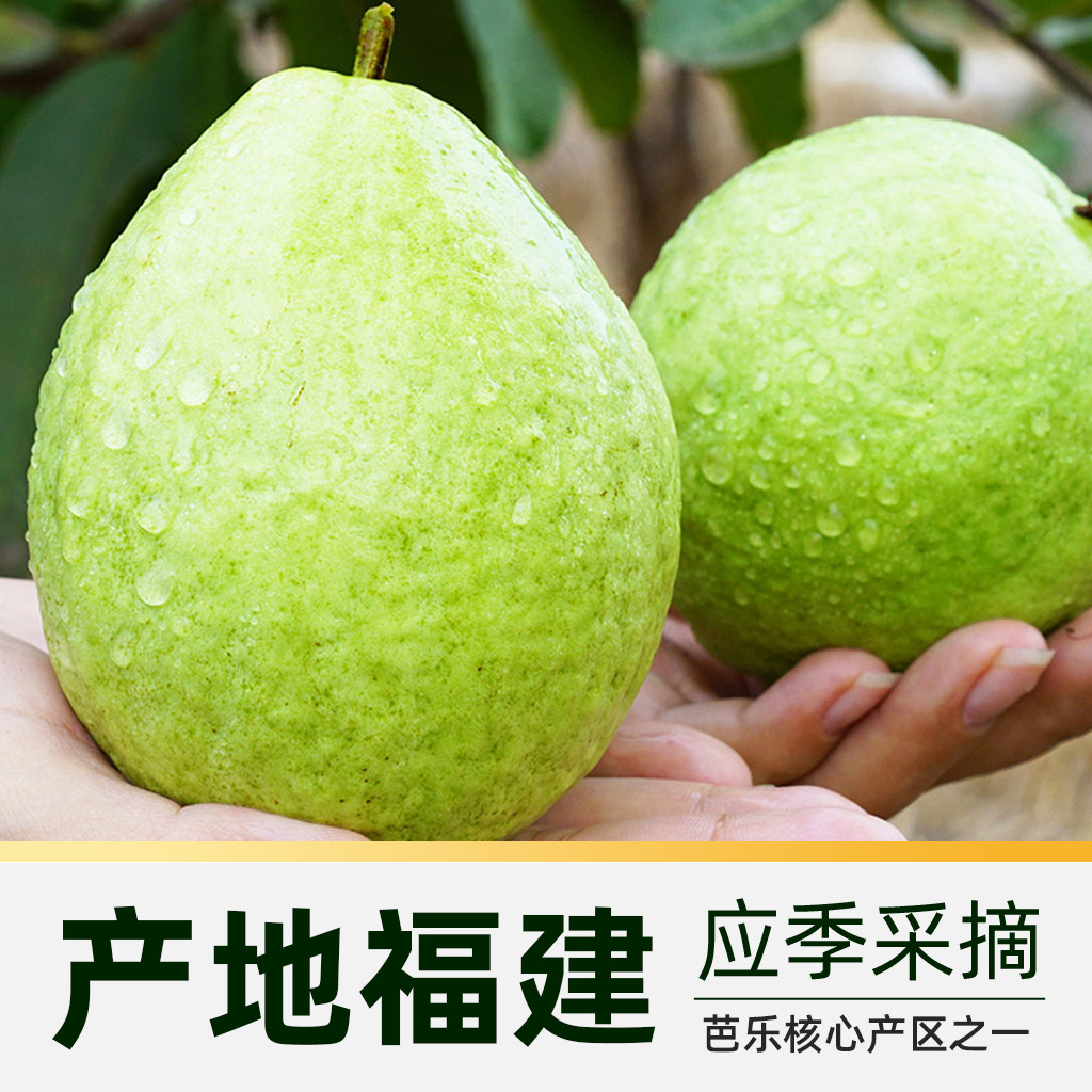 福建红心芭乐番石榴脆甜多汁热带新鲜当季水果芭乐果整箱
