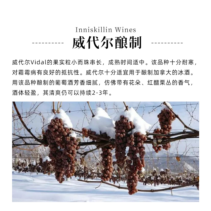 加拿大inniskillin甜酒云岭冰酒维代尔白葡萄酒 Icewine375ml*1瓶 - 图2