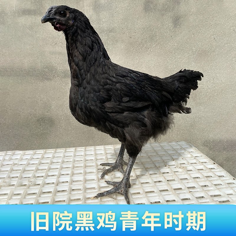 纯种旧院黑鸡种蛋受精蛋可孵化高产绿壳五黑鸡土鸡种蛋鸡苗乌骨鸡,淘宝优惠券,粉丝福利购,淘宝优惠卷