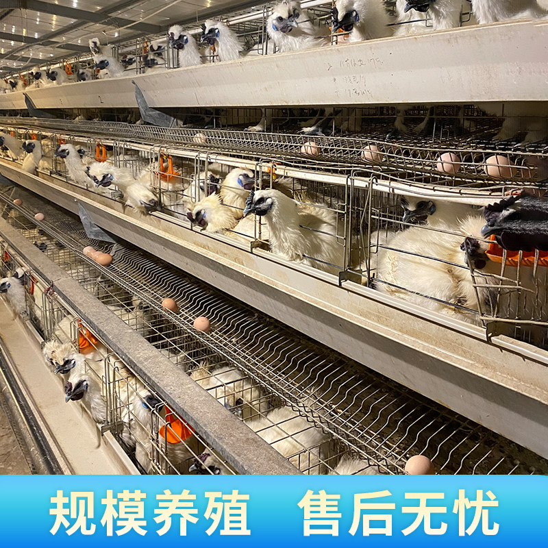 纯种泰和乌鸡种蛋受精蛋可孵化正宗白凤乌鸡蛋江西乌骨鸡受精鸡蛋,淘宝优惠券,粉丝福利购,淘宝优惠卷