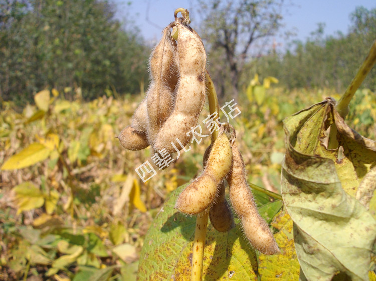 农家自种小黄豆非转基因豆浆专用可做种子可发豆芽500克 - 图0