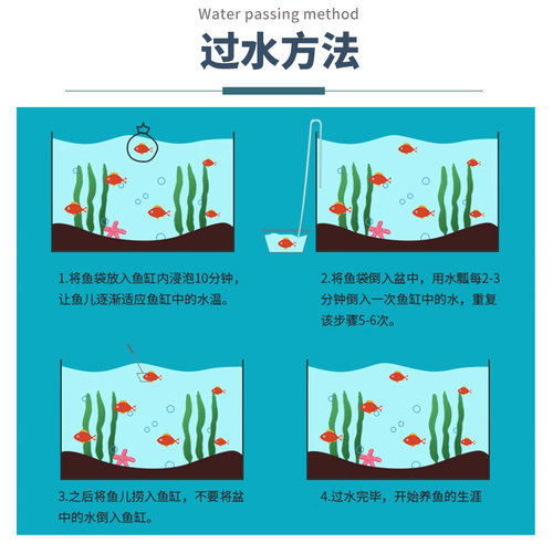 一眉道人虎皮鱼天使鱼热带鱼观赏鱼鱼缸群游小型鱼淡水鱼好养耐活 - 图2