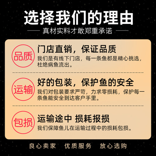 草金鱼金鱼锦鲤鱼小淡水观赏鱼活体好养冷水鱼纯种苗淡水鱼兰寿 - 图2