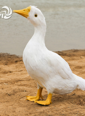 仿真教学动物模型道具园林景观