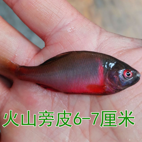 好养淡水观赏鳑鲏鱼火山七彩石旁皮除藻冷水鱼活体原生群游鱼 - 图2