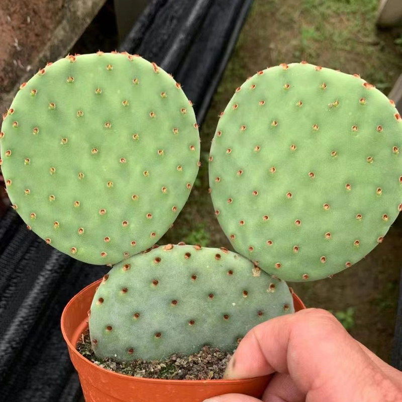 稀有米奇仙人掌多肉植物室内盆栽花卉绿植办公室桌面防辐射好养活,淘宝优惠券,粉丝福利购,淘宝优惠卷