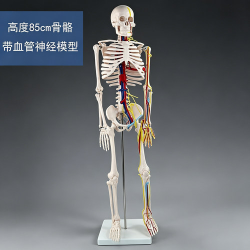 高端医学全身人体骨骼模型骨盆瑜伽关节活动拆卸解剖肌肉结构骨架 - 图3
