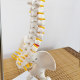 Teaching spinal skeleton model