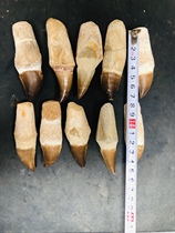 Popular Science Specimen Natural Ancient Biovicang Tooth Pale tooth collection with root long tooth 8cm