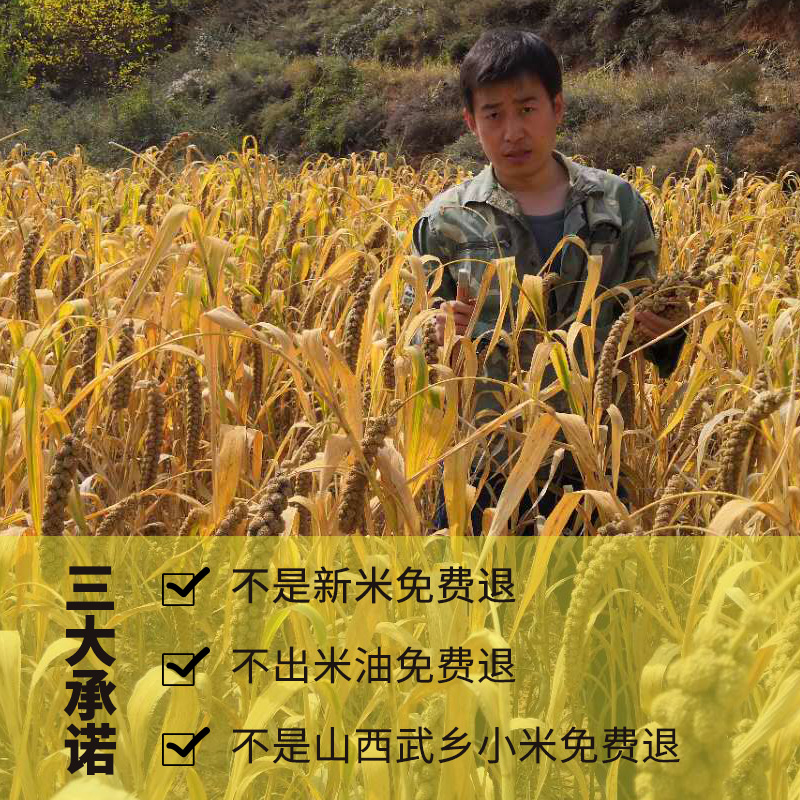 正宗山西小米黄小米新米优质沁州黄小米杂粮小米粥小黄米武乡小米 - 图0