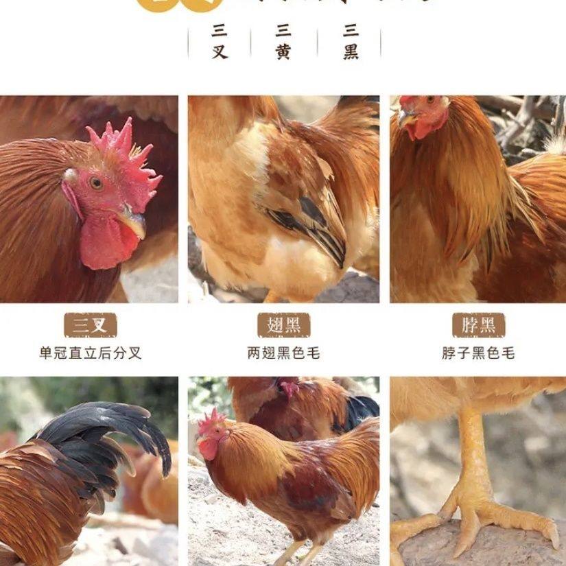 半斤左右河田鸡长汀福建半斤一斤二斤幼苗小鸡苗脱温鸡小鸡仔宠物,淘宝优惠券,粉丝福利购,淘宝优惠卷