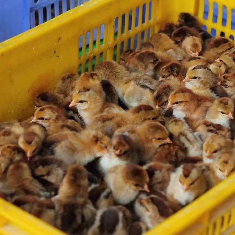 正宗河田鸡小鸡麻鸭活体鸡芦花鸡河田原种纯正种宠物鸡京东包邮,淘宝优惠券,粉丝福利购,淘宝优惠卷