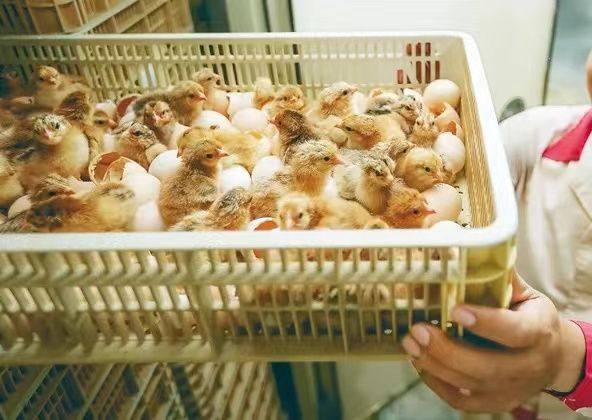 正宗河田鸡小鸡麻鸭活体鸡芦花鸡河田原种纯正种宠物鸡京东包邮,淘宝优惠券,粉丝福利购,淘宝优惠卷