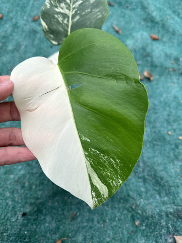 白锦龟背竹阴阳白龟绿植热植锦化植物网红观叶室内植物一物一拍 - 图0