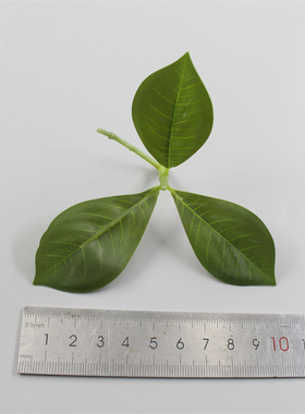 绿植栀子叶婚庆摆件插花叶子
