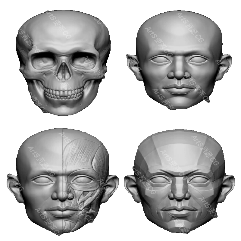 4组zbrush人物头部头骨骷脸部肌肉切面3d模型ZB雕刻超精细模型obj - 图0