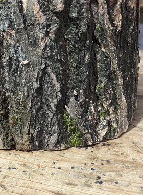 粗树皮小木桩橡木板栗树原木圆木装饰背景墙摆件DIY诧寂风原木风