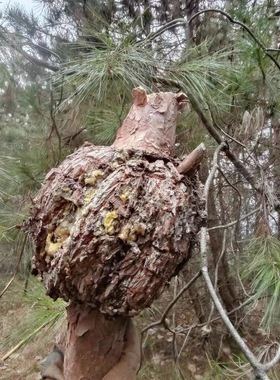 丛树瘤子松树盘龙木茶树怪树枝螺旋木疙瘩树异形树枝