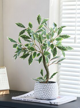 INS风仿真绿植盆栽桌面招财树