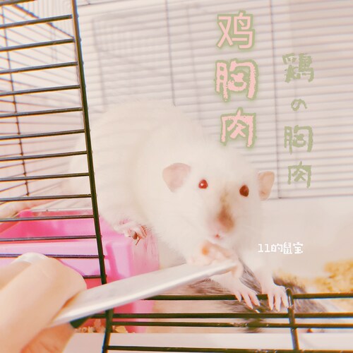 【11的鼠宝】【肉食动物肉酱】花枝鼠零食 营养肉泥 小宠肉糊糊 - 图0