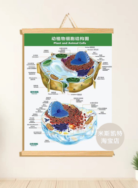 动植物细胞结构解剖图挂画生物学教室实验室办公室墙面布置装饰画