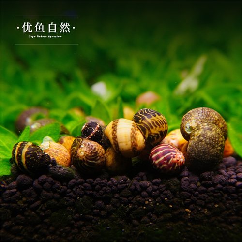 彩蛋螺观赏螺苹果螺黄金螺黑金刚螺除藻螺斑马螺杀手螺除藻 - 图1