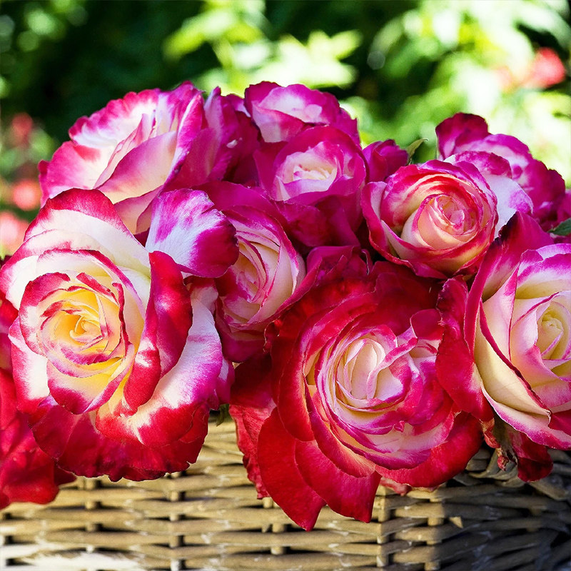 天狼月季红双喜多季黄红复色浓香灌木/切花月季玫瑰盆栽苗大丰花,淘宝优惠券,粉丝福利购,淘宝优惠卷