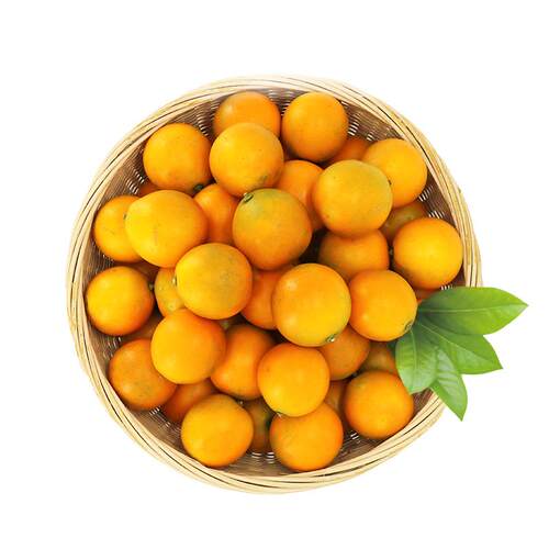 天狼 柑桔类果树庭院花园易养护可食用盆栽种植果树苗 - 图3