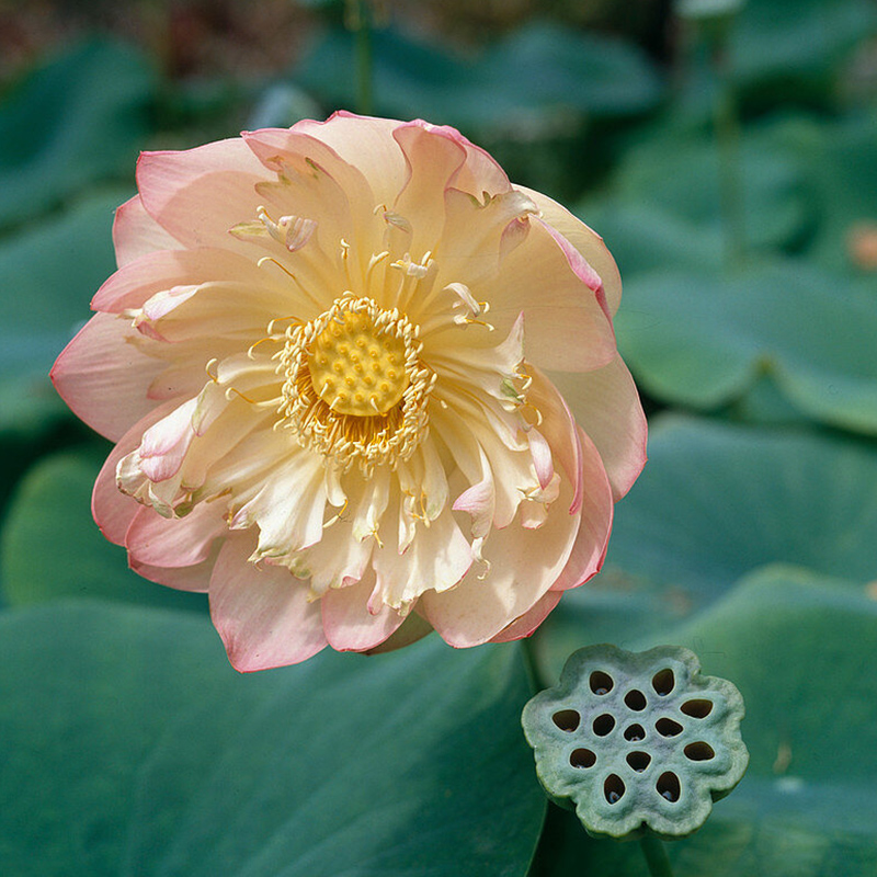 天狼 碗莲水培植物四季室内花卉莲花荷花水生根茎小观赏性植物 - 图2