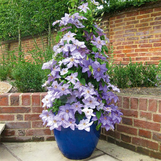 天狼铁线莲EG-90庭院阳台盆栽花卉爬藤植物乌托邦约瑟芬昼天使 - 图2