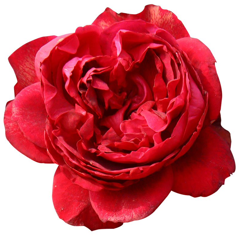 天狼月季 玫瑰国度的天使 抗病大花爬藤拱门大型藤本月季盆栽苗,淘宝优惠券,粉丝福利购,淘宝优惠卷