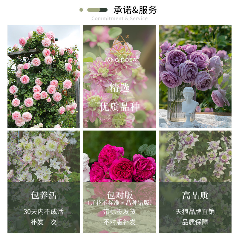 天狼月季盆栽小苗家庭园艺庭院新手好养观赏性花卉绿植,淘宝优惠券,粉丝福利购,淘宝优惠卷